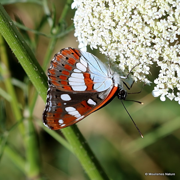 Southern White Admiral (Limenitis reducta)