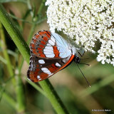 Southern White Admiral (Limenitis reducta)