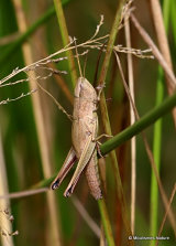 Large Gold Grasshopper (Chrysochraon d dispar) F