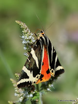 Jersey Tiger (Euplagia quadripunctaria)