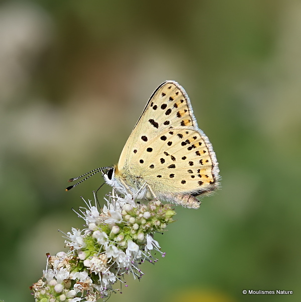 Sooty Copper (Lycaena tityrus) M