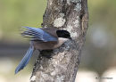 Azure-winged Magpie, 9/2/11, Acebuche