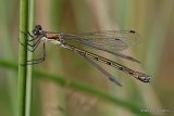 Scarce Emerald (Lestes dryas) F