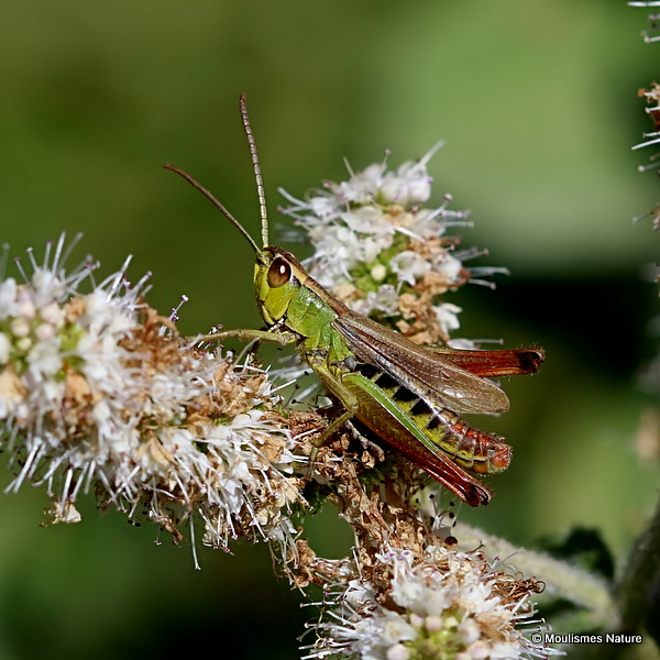 Meadow Grasshopper (Pseudochorthippus parallelus) M