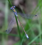 Scarce Emerald (Lestes dryas) M