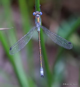 Scarce Emerald (Lestes dryas) M