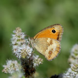 Gatekeeper (Pyronia tithonus) M