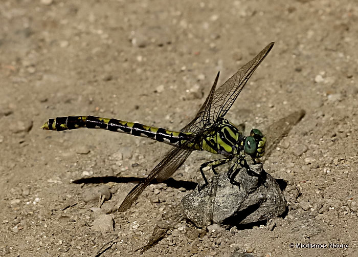 Blue-eyed Hooktail (Onychogomphus uncatus) F