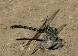 Blue-eyed Hooktail (Onychogomphus uncatus) F