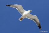 L. michahellis adult