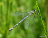Scarce Emerald (Lestes dryas) F