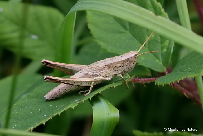 Large Gold Grasshopper (Chrysochraon d dispar) F