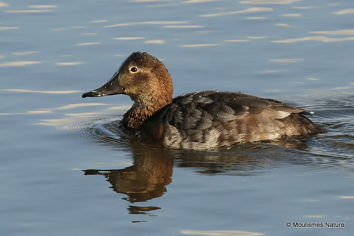 Common Pochard (Aythya ferina) F-S