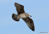 L. fuscus juv/1st-winter
