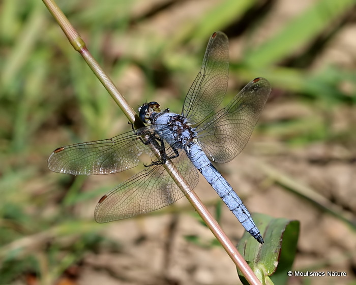 Southern Skimmer (Orthetrum brunneum) M