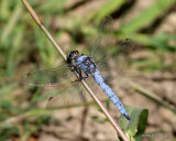 Southern Skimmer (Orthetrum brunneum) M