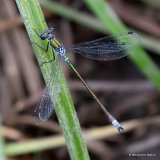 Scarce Emerald (Lestes dryas) M
