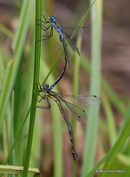Scarce Emerald Damselflies (Lestes dryas)