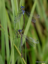 Scarce Emerald Damselflies (Lestes dryas)