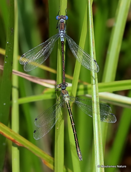 Scarce Emerald Damselflies (Lestes dryas)