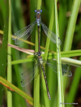 Scarce Emerald Damselflies (Lestes dryas)