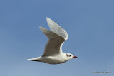 L. melanocephalus ad-winter
