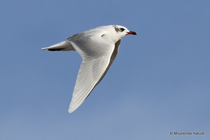 L. melanocephalus ad-winter