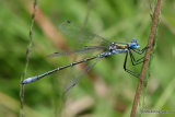 Scarce Emerald (Lestes dryas) M