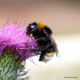 Bombus (Psithyrus) sp.