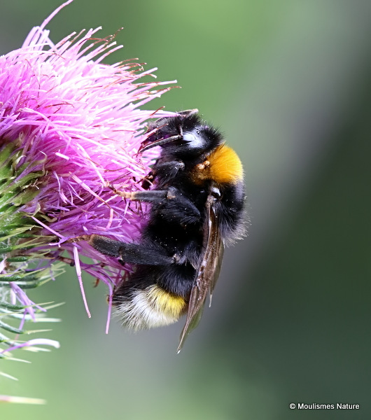 Bombus (Psithyrus) sp.