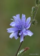 Cichorium intybus, Chicory