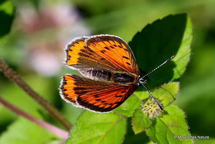 Large Copper (Lycaena dispar) F