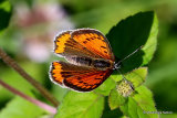Large Copper (Lycaena dispar) F