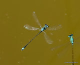 Scarce Blue-tailed Damselfly (Ischnura pumilio) M