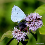 Holly Blue (Celastrina argiolus)