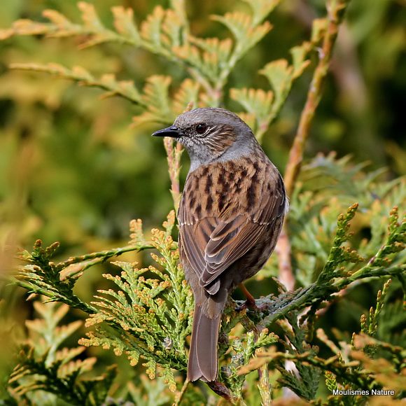 Dunnock (Prunella modularis)