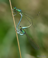 Scarce Blue-tailed Damselflies (Ischnura pumilio)