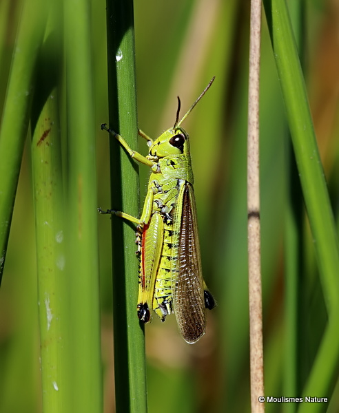 Large Marsh Grasshopper (Stethophyma grossum) M