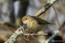 Common Chiffchaff (Phylloscopus collybita)