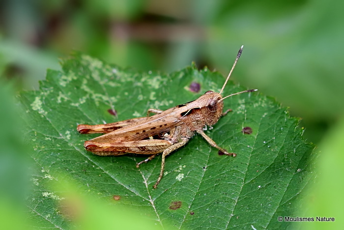 Rufous Grasshopper (Gomphocerippus rufus) M