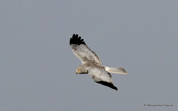 Hen Harrier (Circus cyaneus) M