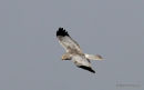 Hen Harrier (Circus cyaneus) M