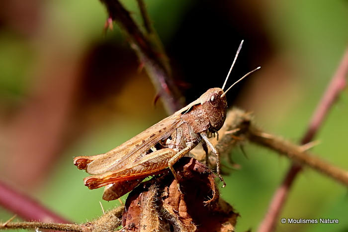 Rufous Grasshopper (Gomphocerippus rufus) M