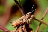 Rufous Grasshopper (Gomphocerippus rufus) M