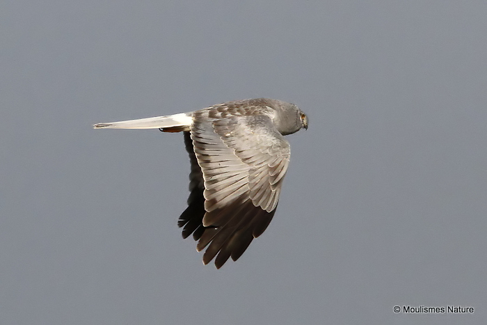 Hen Harrier (Circus cyaneus) M