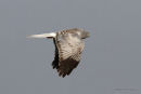 Hen Harrier (Circus cyaneus) M