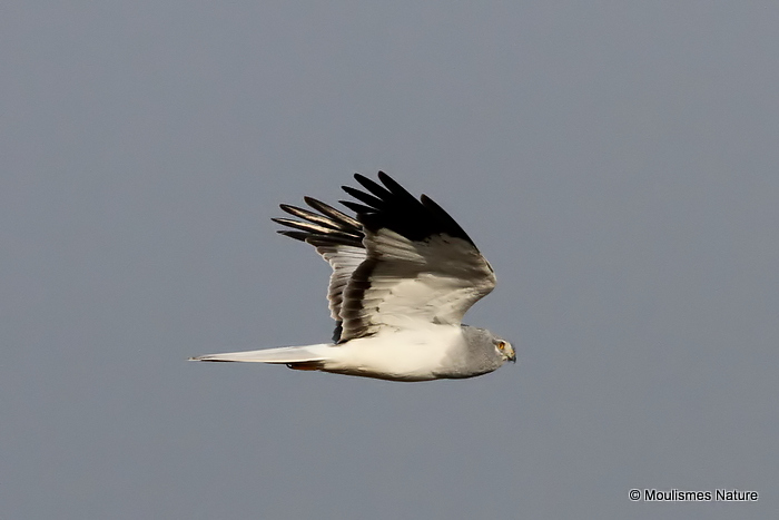 Hen Harrier (Circus cyaneus) M