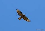 European Honey Buzzard (Pernis apivorus) Ad