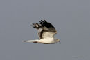 Hen Harrier (Circus cyaneus) M
