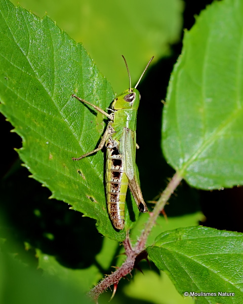 Meadow Grasshopper (Pseudochorthippus parallelus) F
